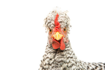 young cock