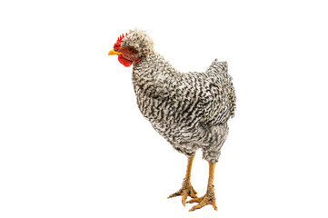 young cock