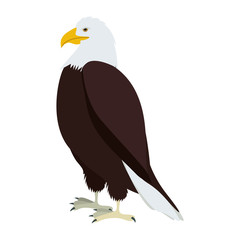silhouette eagle in standing position vector illustration