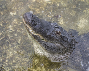 Florida alligator letting out a loud growl