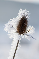 Eis Blume / Ice Flower