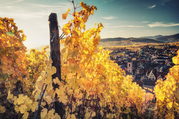 Scenic autumn mountain landscape with vineyards near the historic village of Riquewihr, Alsace,...