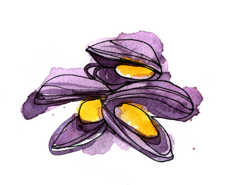 Hand drawn watercolor ingredient mussel in sketch style on