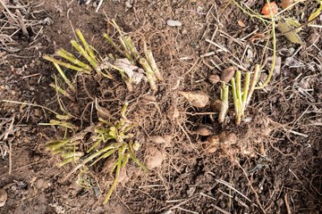 dahlia tubers just lifted for overwintering