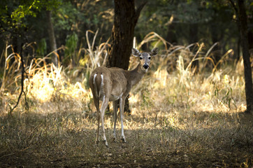 fawn watching over shoulder