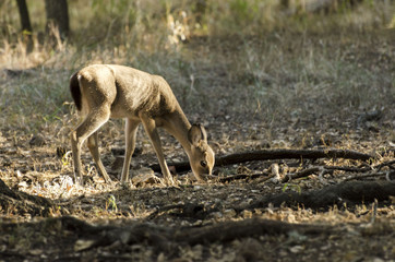 fawn foraging 