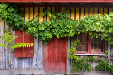 Fototapeta na wymiar Grapevien on wooden facade