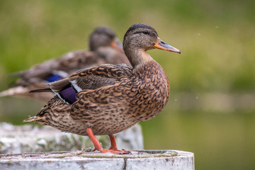 Duck portrait.