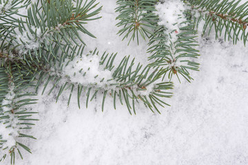 Christmas background: fir branches on snow