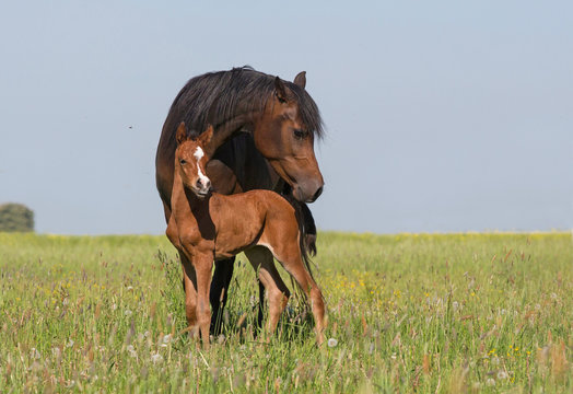 Vollblutaraber Stute besch&uuml;tzt Fohlen