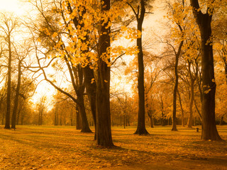 Autumn park scenery