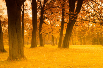 Gold trees in the park