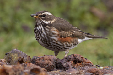 Redwing (Turdus iliacus) eating fallen apples in mid winter, Cambridge, England, UK.