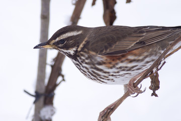 Fototapeta premium Redwing (Turdus iliacus) in snow, Cambridge, England, UK.