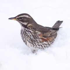 Redwing (Turdus iliacus) in snow, Cambridge, England, UK.