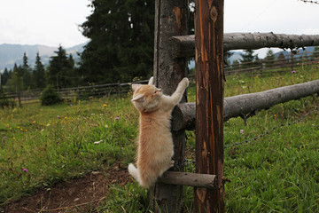Cute kitten playing in evening light