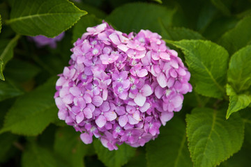 Hydrangea flower full bloom in garden.