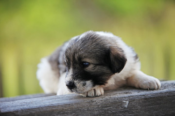 Fototapeta premium Romanian shepherd cub