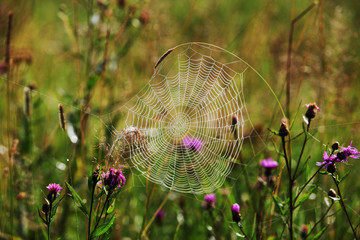 Spider web in morning garden dew