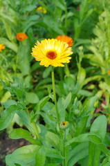 Calendula (lat. Calendula officinalis)