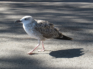 Seagull closeup