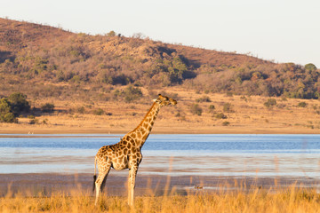Giraffe from South Africa, Pilanesberg National Park. Africa