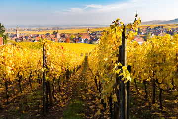 Fototapeta na wymiar Picturesque autumn countryside with vineyards and historic village of Riquewihr, Alsace, France. Popular travel destination, making part of the vine routes.