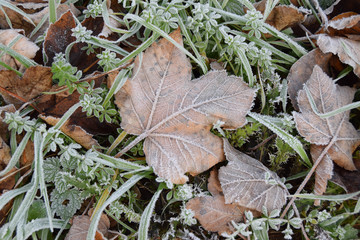 Frosted leaves