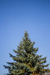 Vertical shot to a fir