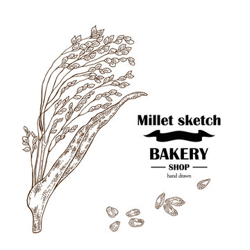 Millet sketch. Hand drawn cereal. Bakery vector illustration