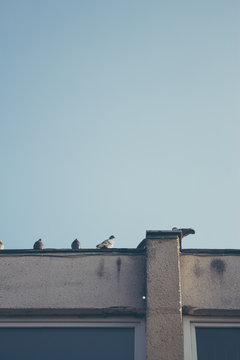 Pigeons on edge
