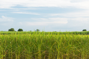 Beautiful rice paddy field in the morning, Jasmine rice farm in Thailand