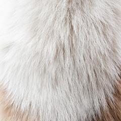 Dog fur texture