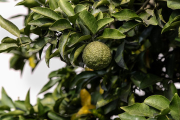 Leech lime or Bergamot fruits hanging on its tree