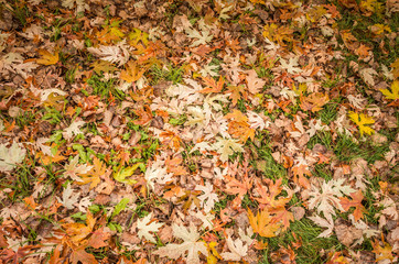 Beautiful autumn background. Colored maple leaves lying down on the grass. Selective focus.