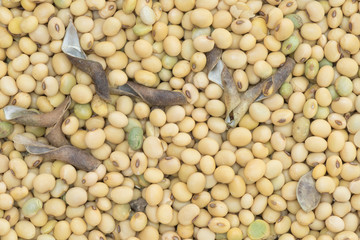 Havest Soy bean organic and background