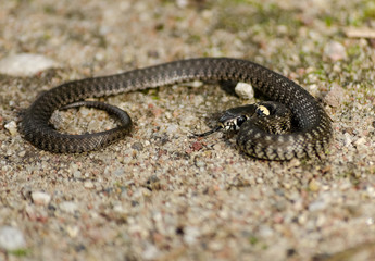 Close-up of grass sanke