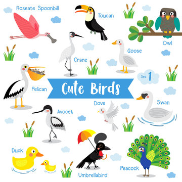 Cute Birds Animal cartoon on white background with animal name. Duck. Dove. Peacock. Swan. Owl. Goose. Toucan. Crane. Pelican. Umbrellabird. Roseate Spoonbill. Avocet. Vector illustration. Set 1.