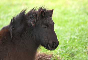 Fototapeta premium Horses free on a field in Argentina