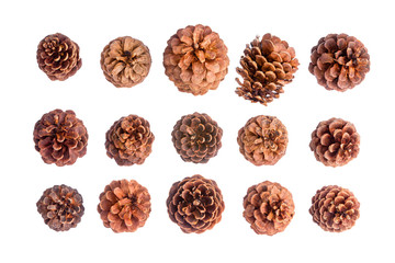 Variety of fifteen different brown pine cones