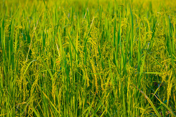 Ear of paddy rice