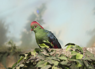 Птица турако