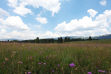 Flower summer meadow in countryside