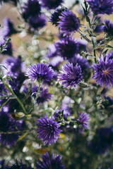 Beautiful detail of purple flowers field. Spring blossom backgro