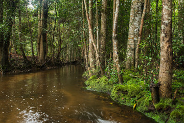 Fototapeta na wymiar Evergreen forest and stream flow