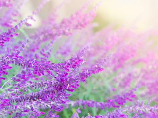 Soft and colorful flowers