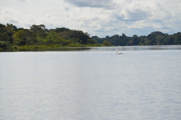 Amazonia