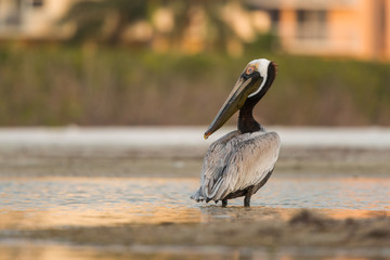Brown pelican is standing in the lagoon. Bird in nature habitat, Florida, USA. Wildlife scene from ocean. Brown pelican in the nature.