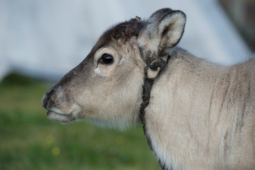 calf of a reindeer,Norway