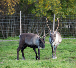reindeer in its natural environment in scandinavia 